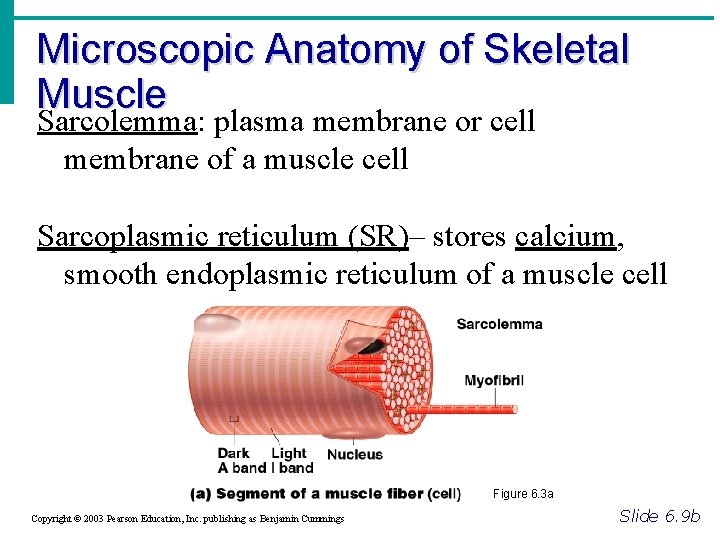 Microscopic Anatomy of Skeletal Muscle Sarcolemma: plasma membrane or cell membrane of a muscle