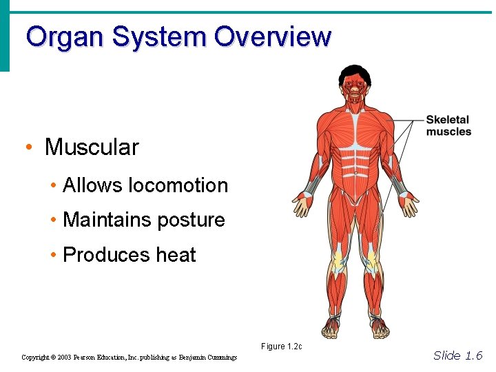 Organ System Overview • Muscular • Allows locomotion • Maintains posture • Produces heat