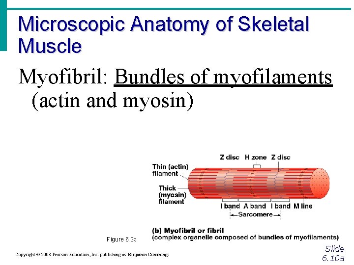 Microscopic Anatomy of Skeletal Muscle Myofibril: Bundles of myofilaments (actin and myosin) Figure 6.