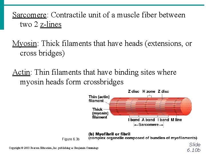 Sarcomere: Contractile unit of a muscle fiber between two 2 z-lines Myosin: Thick filaments