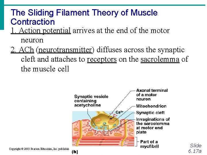 The Sliding Filament Theory of Muscle Contraction 1. Action potential arrives at the end