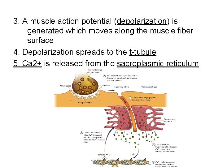 3. A muscle action potential (depolarization) is generated which moves along the muscle fiber