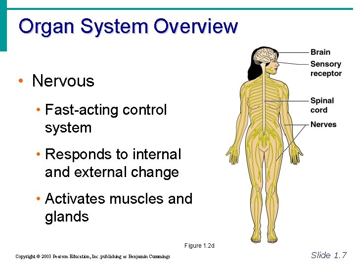 Organ System Overview • Nervous • Fast-acting control system • Responds to internal and