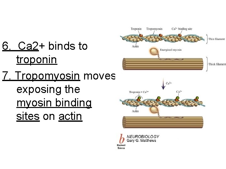 6. Ca 2+ binds to troponin 7. Tropomyosin moves exposing the myosin binding sites