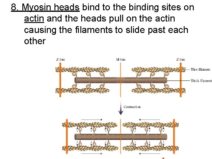 8. Myosin heads bind to the binding sites on actin and the heads pull