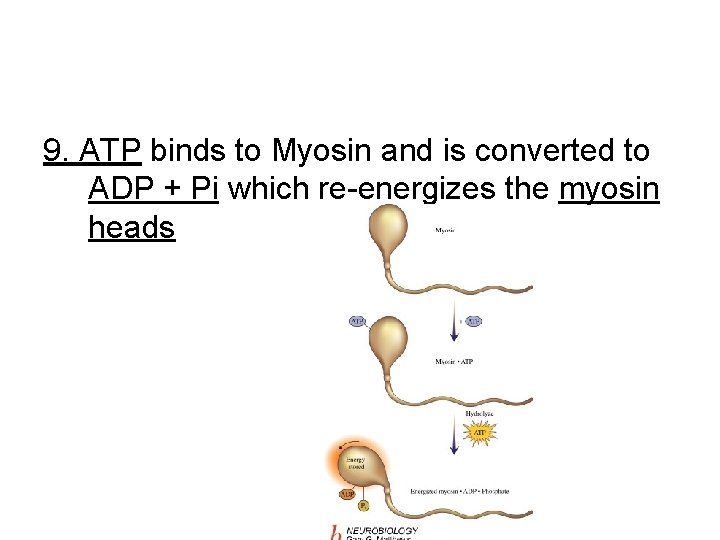 9. ATP binds to Myosin and is converted to ADP + Pi which re-energizes