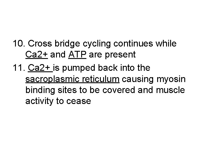 10. Cross bridge cycling continues while Ca 2+ and ATP are present 11. Ca