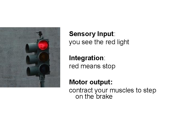 Sensory Input: you see the red light Integration: red means stop Motor output: contract