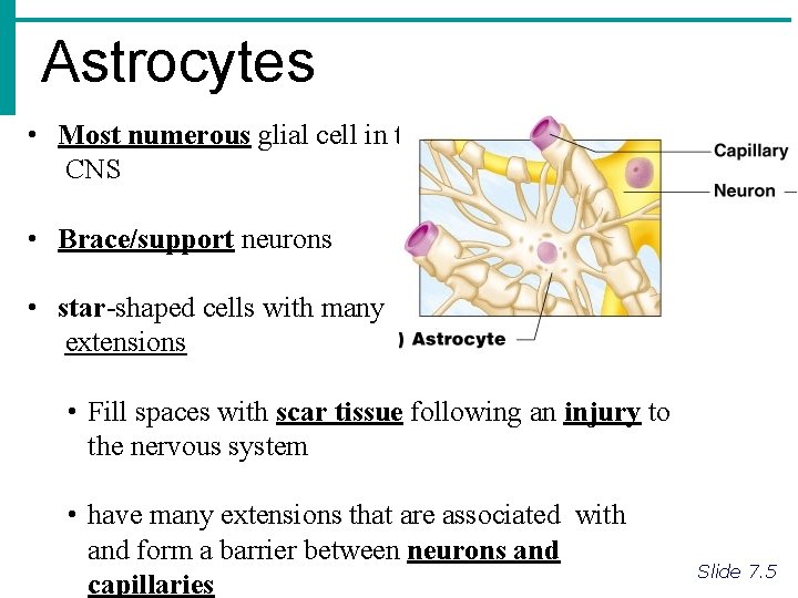 Astrocytes • Most numerous glial cell in the CNS • Brace/support neurons • star-shaped