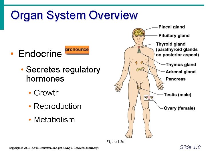 Organ System Overview • Endocrine • Secretes regulatory hormones • Growth • Reproduction •