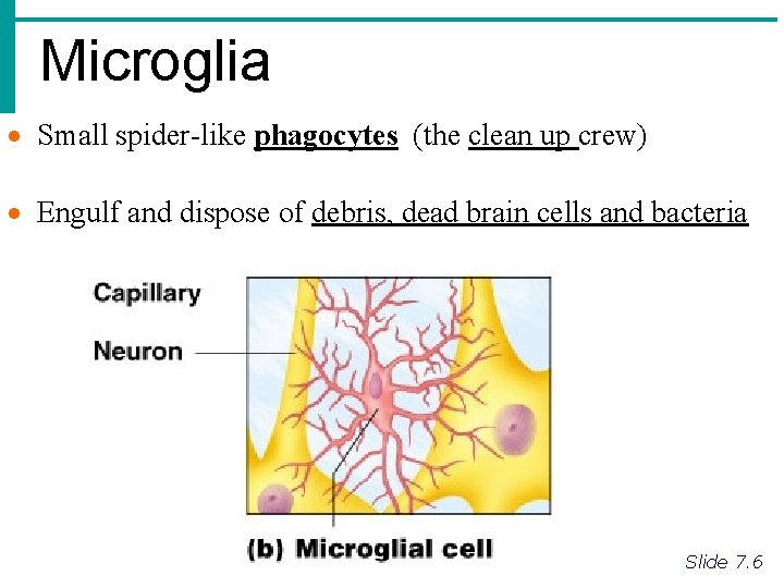 Microglia Small spider-like phagocytes (the clean up crew) Engulf and dispose of debris, dead