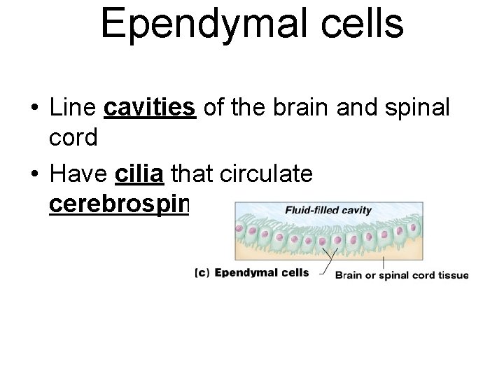 Ependymal cells • Line cavities of the brain and spinal cord • Have cilia