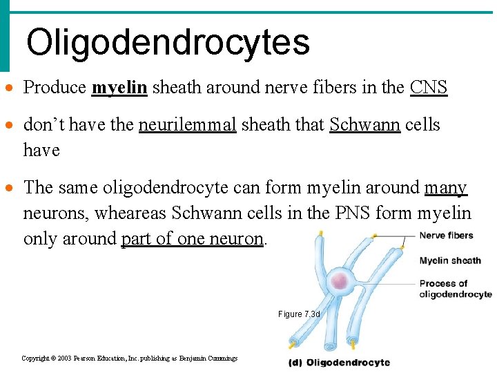 Oligodendrocytes Produce myelin sheath around nerve fibers in the CNS don’t have the neurilemmal