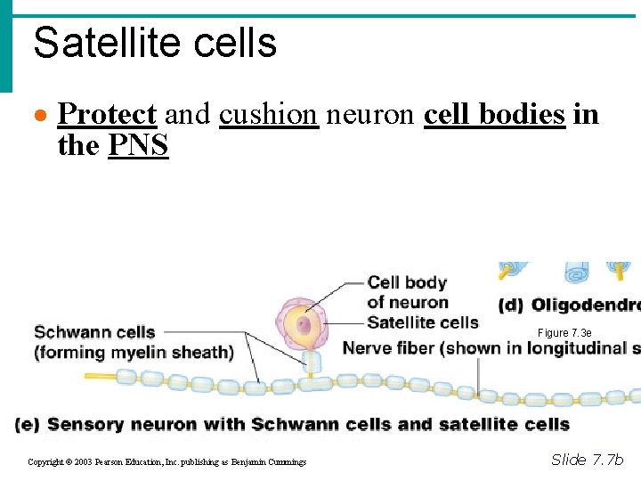 Satellite cells Protect and cushion neuron cell bodies in the PNS Figure 7. 3