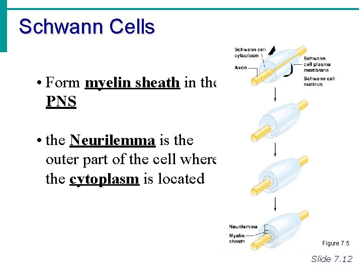 Schwann Cells • Form myelin sheath in the PNS • the Neurilemma is the