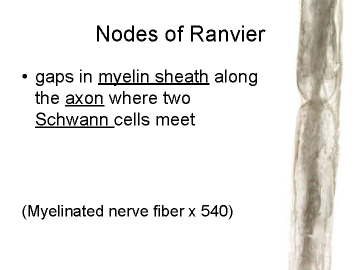 Nodes of Ranvier • gaps in myelin sheath along the axon where two Schwann