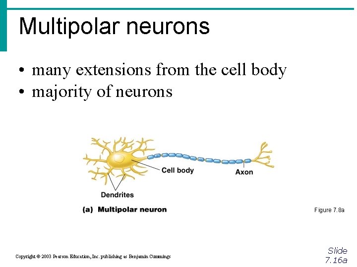 Multipolar neurons • many extensions from the cell body • majority of neurons Figure