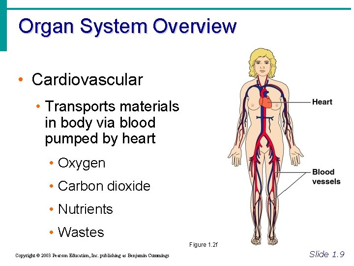 Organ System Overview • Cardiovascular • Transports materials in body via blood pumped by