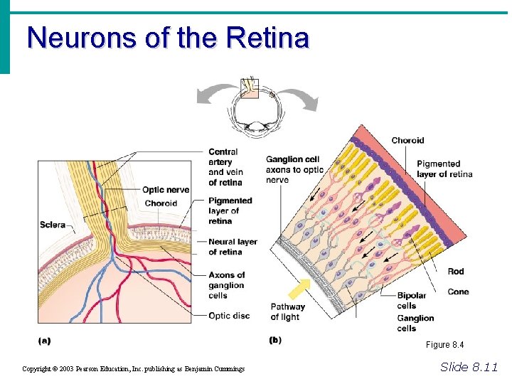 Neurons of the Retina Figure 8. 4 Copyright © 2003 Pearson Education, Inc. publishing