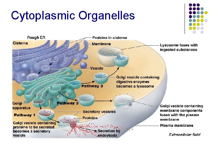 Cytoplasmic Organelles 