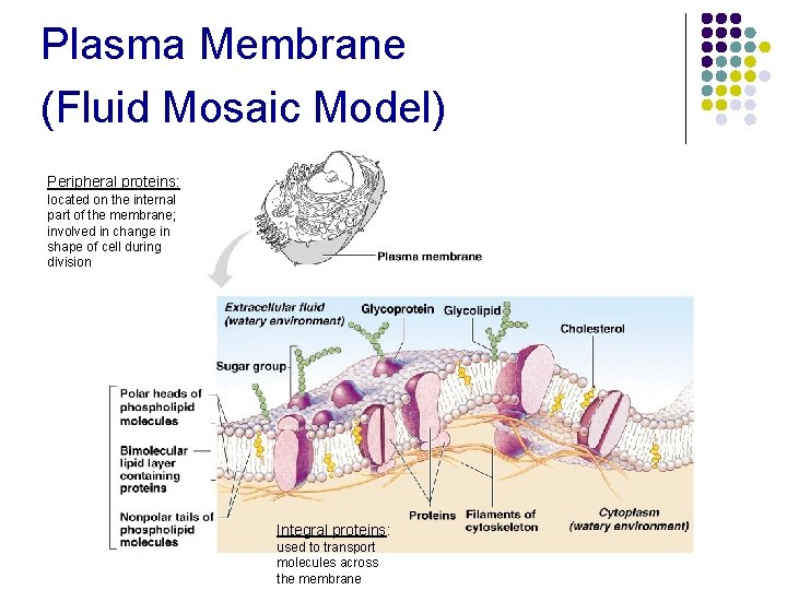 Plasma Membrane (Fluid Mosaic Model) Peripheral proteins: located on the internal part of the