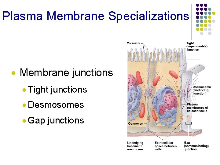 Plasma Membrane Specializations · Membrane junctions · Tight junctions · Desmosomes · Gap junctions