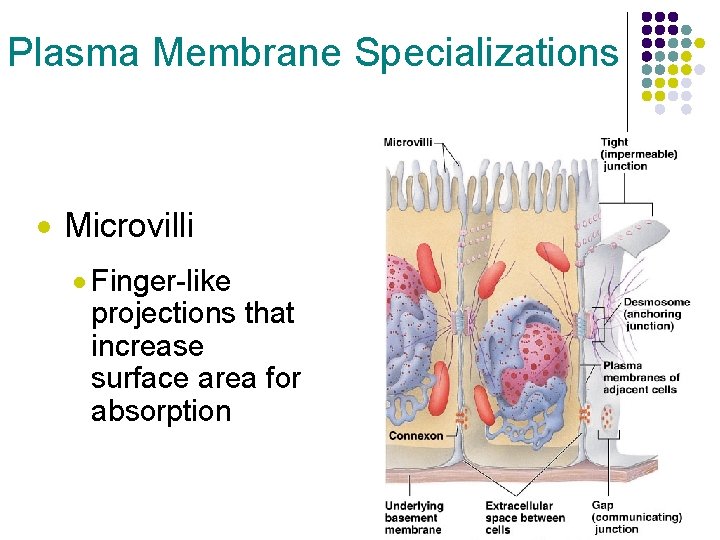 Plasma Membrane Specializations · Microvilli · Finger-like projections that increase surface area for absorption