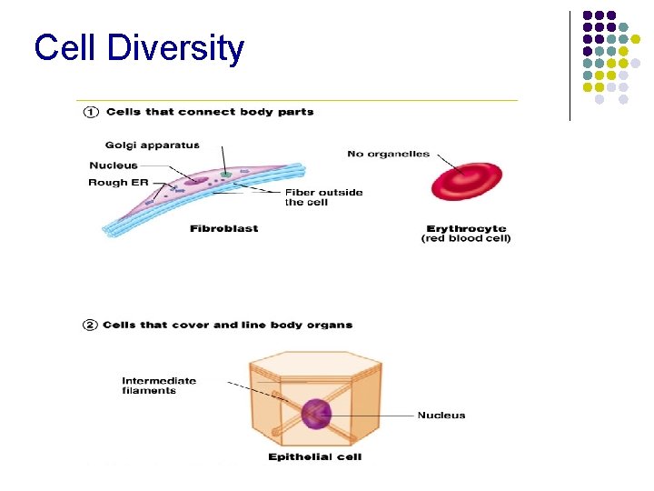 Cell Diversity 