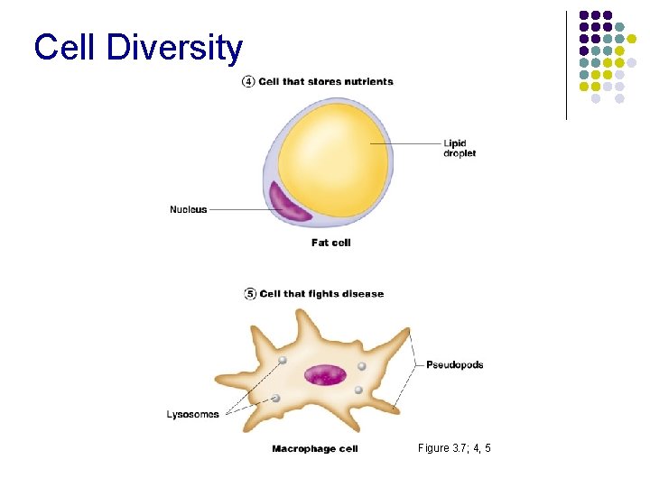 Cell Diversity Figure 3. 7; 4, 5 