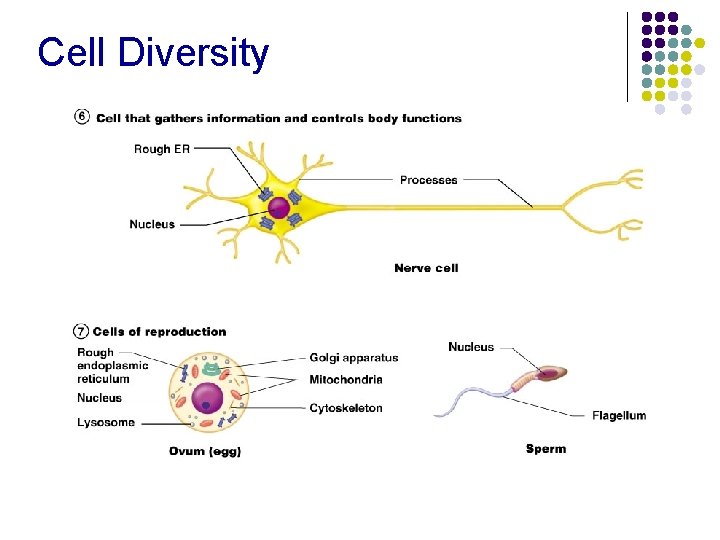 Cell Diversity 