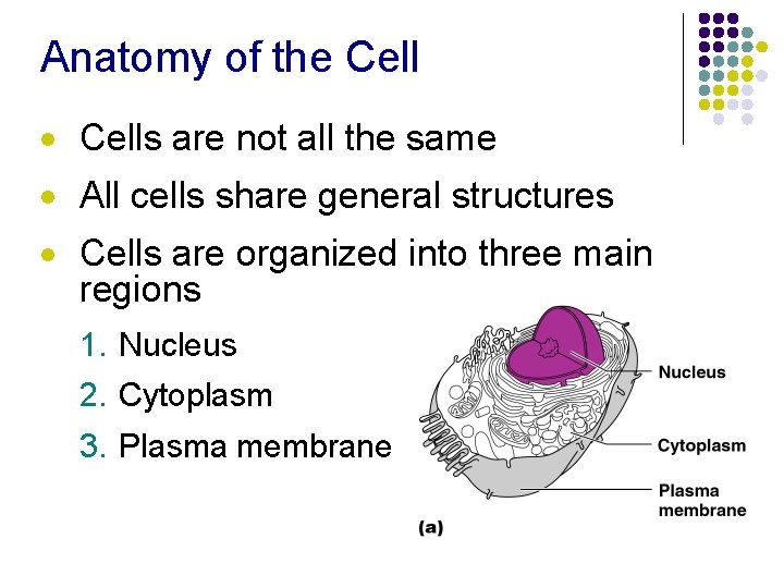 Anatomy of the Cell · Cells are not all the same · All cells