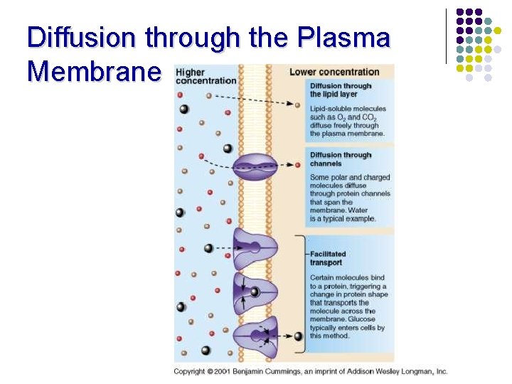Diffusion through the Plasma Membrane 