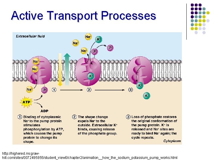 Active Transport Processes http: //highered. mcgrawhill. com/sites/0072495855/student_view 0/chapter 2/animation__how_the_sodium_potassium_pump_works. html 