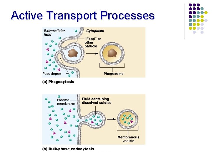 Active Transport Processes 