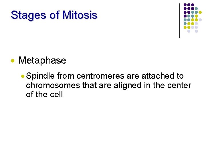 Stages of Mitosis · Metaphase · Spindle from centromeres are attached to chromosomes that
