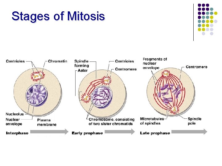 Stages of Mitosis 