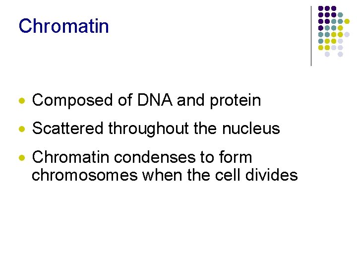 Chromatin · Composed of DNA and protein · Scattered throughout the nucleus · Chromatin Chromatin · Composed of DNA and protein · Scattered throughout the nucleus · Chromatin