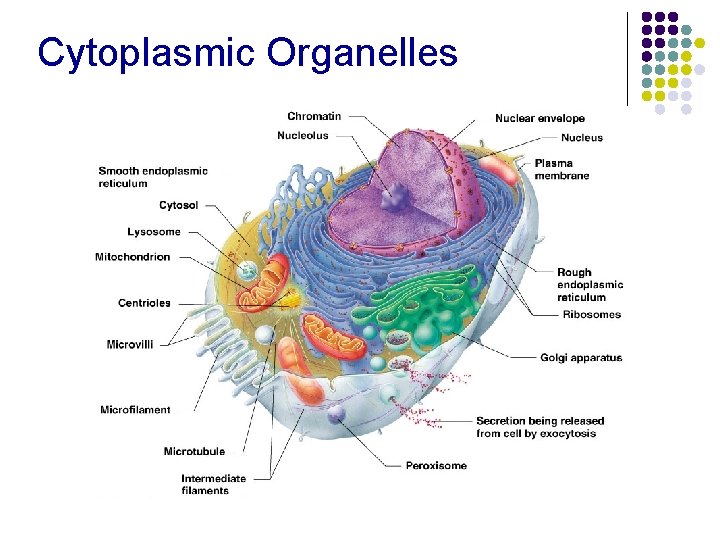 Cytoplasmic Organelles 