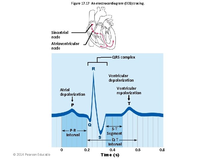 Figure 17. 17 An electrocardiogram (ECG) tracing. Sinoatrial node Atrioventricular node QRS complex R