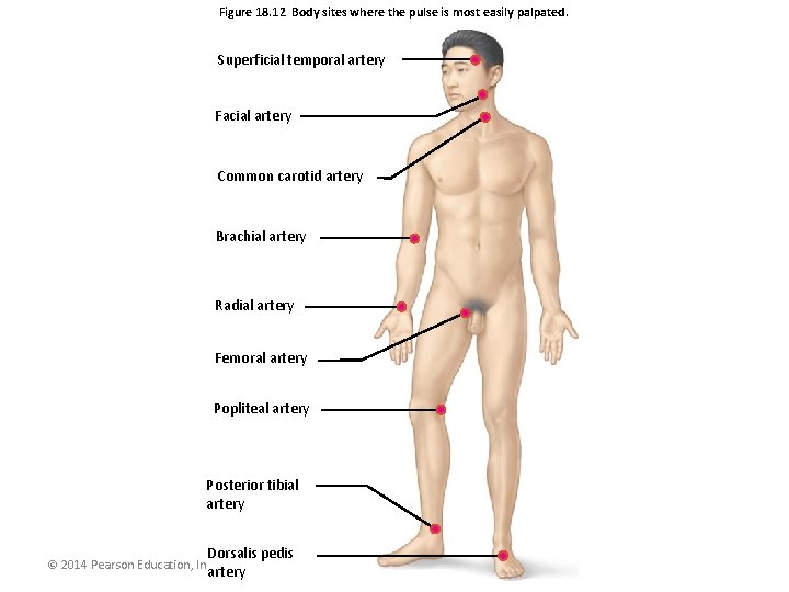 Figure 18. 12 Body sites where the pulse is most easily palpated. Superficial temporal