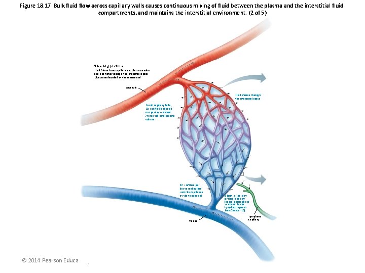 Figure 18. 17 Bulk fluid flow across capillary walls causes continuous mixing of fluid