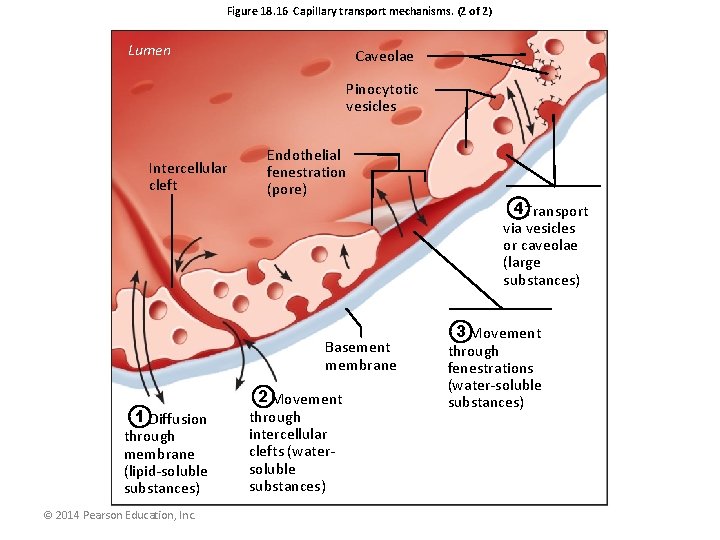 Figure 18. 16 Capillary transport mechanisms. (2 of 2) Lumen Caveolae Pinocytotic vesicles Intercellular