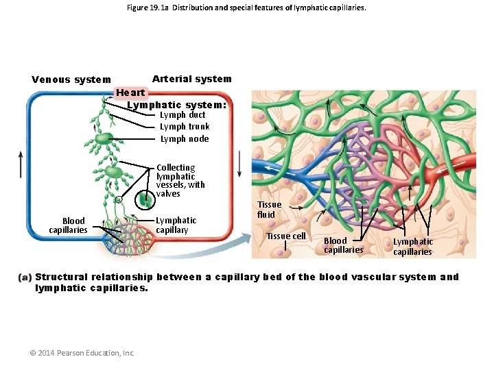 Figure 19. 1 a Distribution and special features of lymphatic capillaries. Venous system Arterial