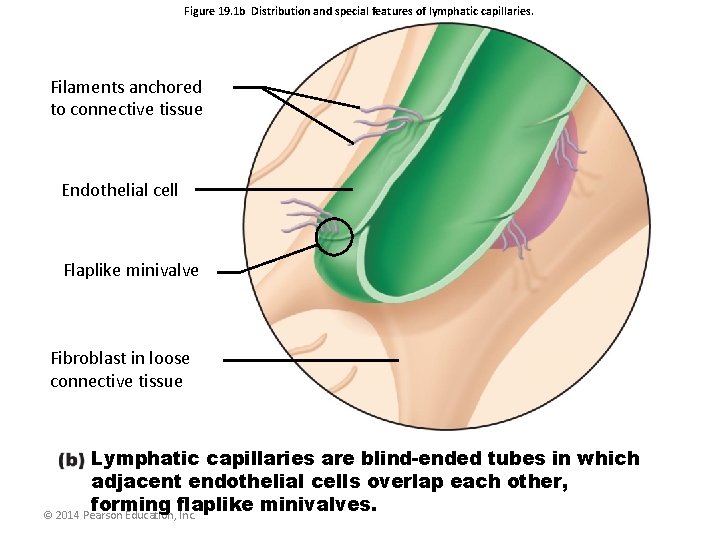 Figure 19. 1 b Distribution and special features of lymphatic capillaries. Filaments anchored to