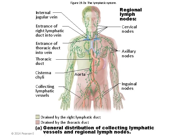 Figure 19. 2 a The lymphatic system. Regional lymph nodes: Internal jugular vein Entrance