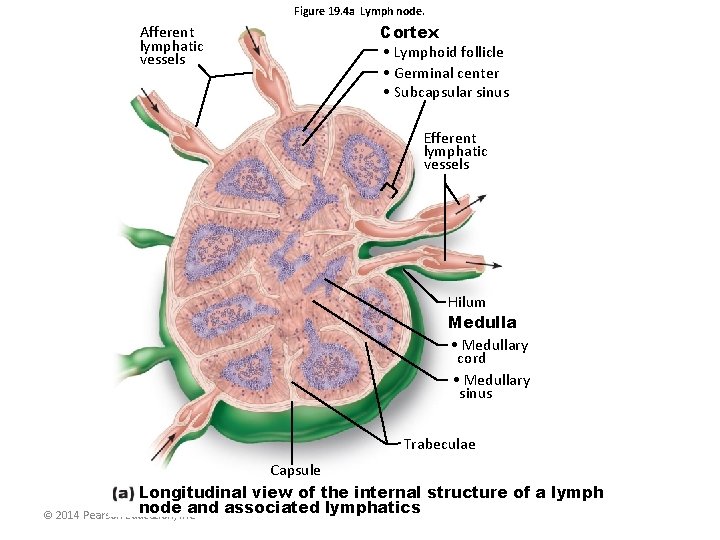 Figure 19. 4 a Lymph node. Afferent lymphatic vessels Cortex • Lymphoid follicle •