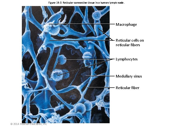 Figure 19. 3 Reticular connective tissue in a human lymph node. Macrophage Reticular cells