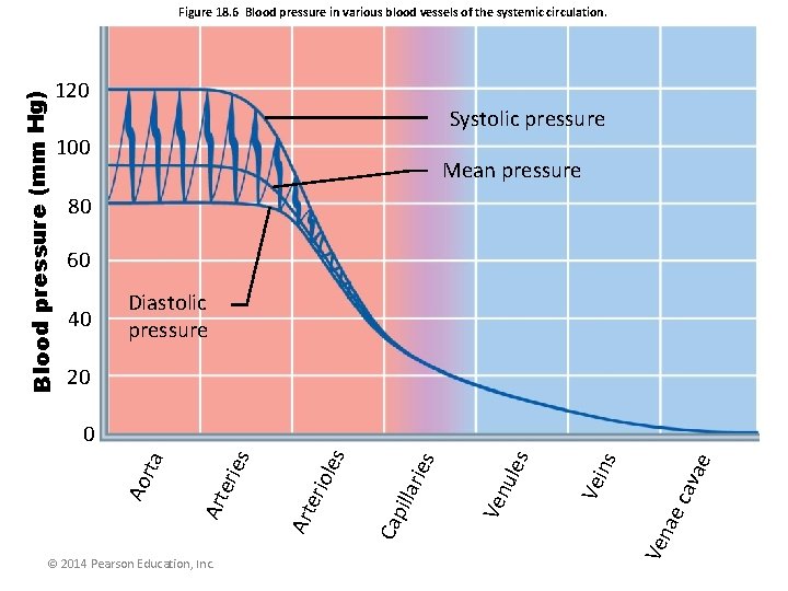 Figure 18. 6 Blood pressure in various blood vessels of the systemic circulation. Blood