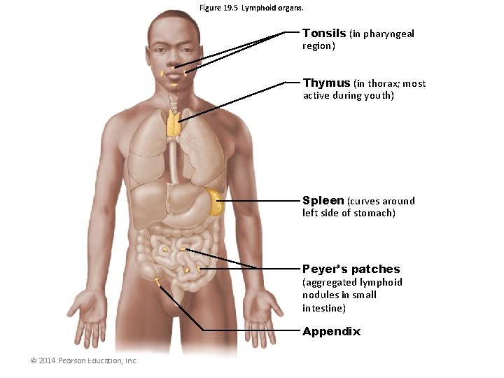 Figure 19. 5 Lymphoid organs. Tonsils (in pharyngeal region) Thymus (in thorax; most active