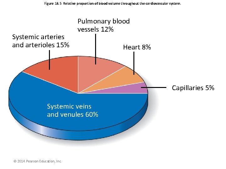 Figure 18. 5 Relative proportion of blood volume throughout the cardiovascular system. Systemic arteries